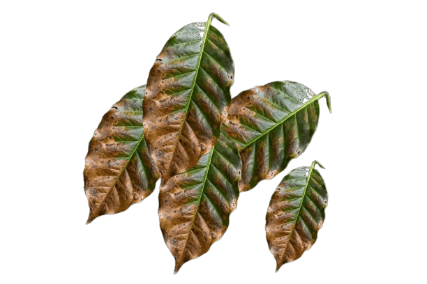 Cengkeh
